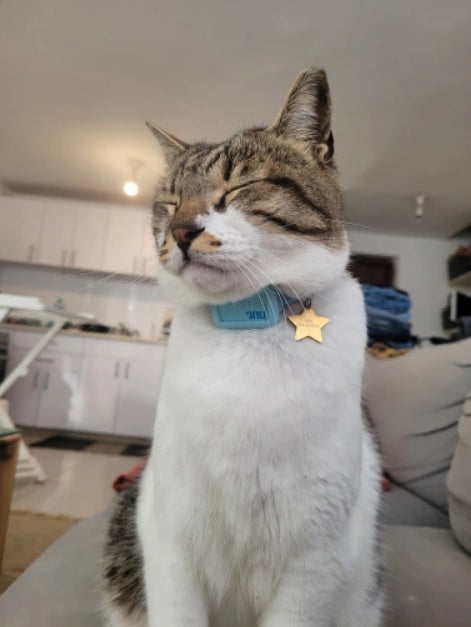 Lightweight Bluetooth Pet Tracker Suitable for Home Use